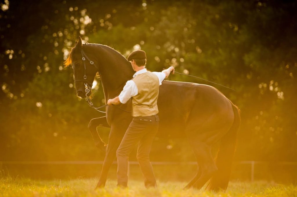 Reitschule / Lehrvideos der akademischen Reitkunst - Gestüt Moorhof