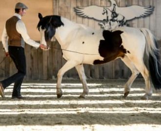 Lehrvideo: Freiarbeit Tipps für Pferde - Moorhof