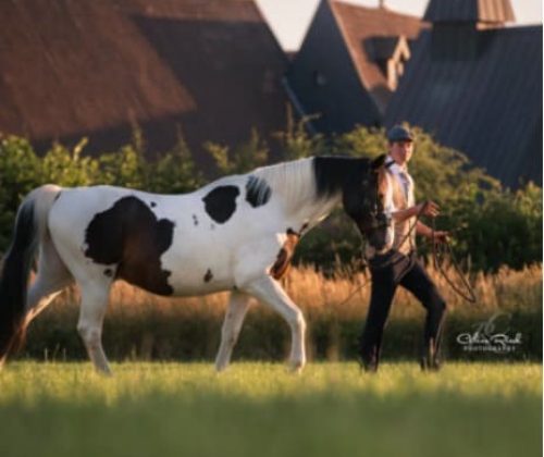 Lehrvideo: Führposition für Pferde - Moorhof