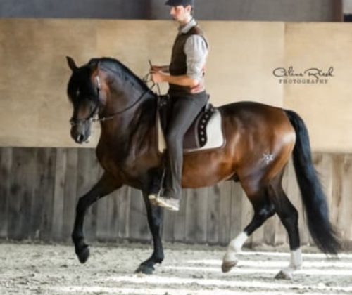 Lehrvideo: Seitengänge & Co. - Moorhof